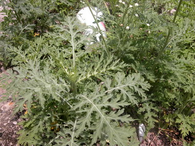 外來植物「銀膠菊」影響生態  全民防治(圖)