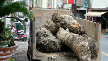 信義警分局員警埋伏查獲侵佔漂流木案(圖)