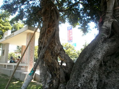 台中大雅公園老榕樹生病地方人士不捨(圖)