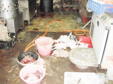 宜蘭縣府查獲違法屠宰家禽場所(圖)