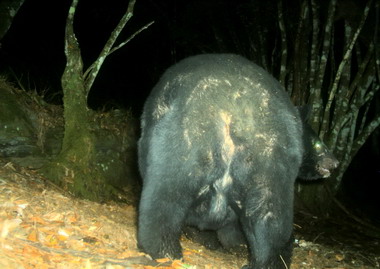 玉山巨熊出沒玉管處籲登山客注意(圖)
