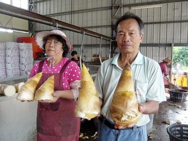 千歲產銷班出產古坑麻竹筍最好吃(圖)