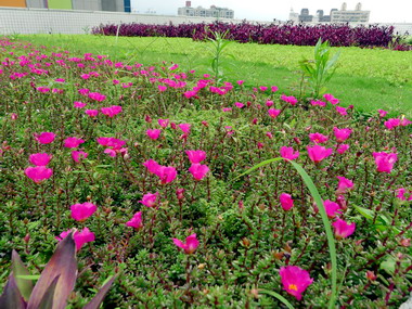 法定空地禁蓋違建 新北公共空間綠化開放(圖)