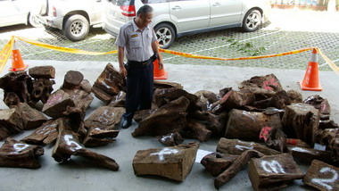 南投信義  男子竊取樟木塊被逮(圖)