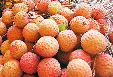 2011集集糥米荔枝上市 農會也辦評鑑(圖)