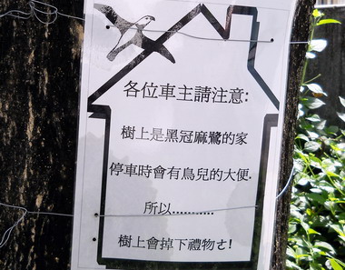 中縣黑冠麻鷺四處灑鳥屎車主避而遠之(圖)