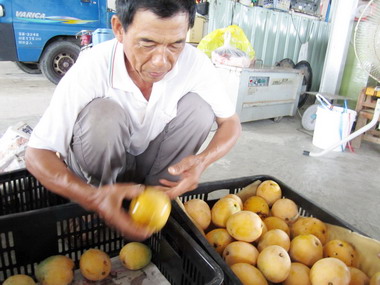 屏東金蜜芒果口味佳甜度高受歡迎(圖)