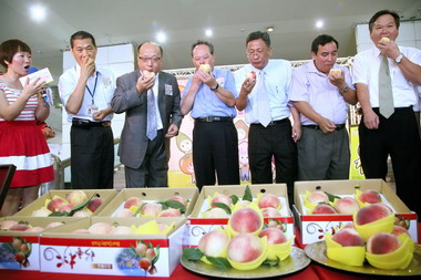 台中胡市長主持梨山茶競標(圖)