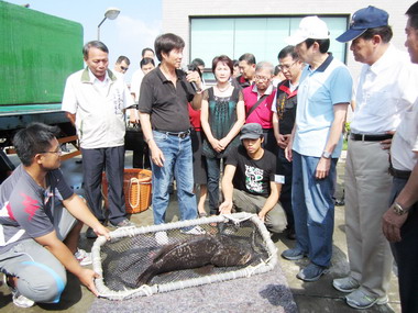 馬英九南下屏東視察石斑魚養殖及香蕉產業(圖)