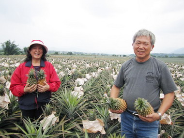 屏東金鑽鳳梨採收至10月底(圖)