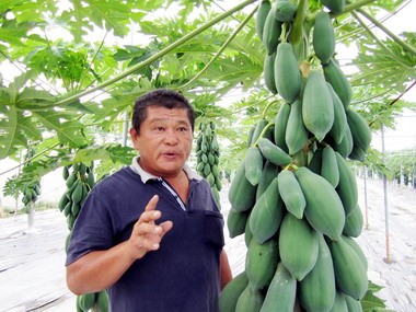 屏東縣府：盛夏木瓜量減價穩(圖)