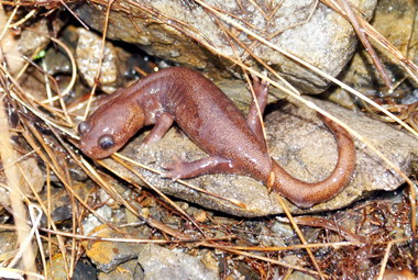 冰河時期孓遺物種山椒魚瀕臨絕種(圖)