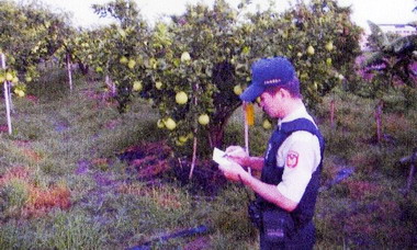 斗六警規劃「護柚專案」防制文旦失竊(圖)