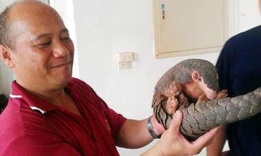 屏東消防隊捕獲穿山甲(圖)