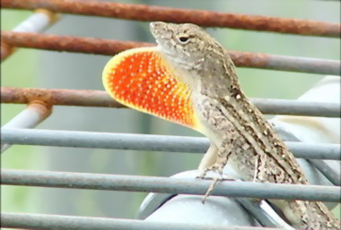 嘉縣進行捕蜥計畫維持生態平衡(圖)