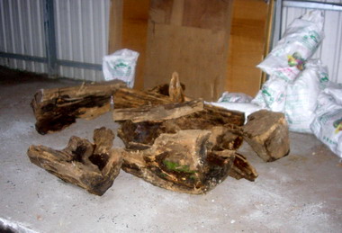 信義集集警方聯手查獲盜伐的牛樟木成品(圖)