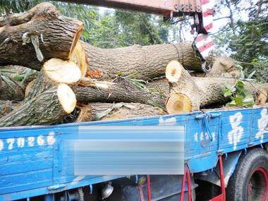 八棵百年老樹遭盜斗南分局迅速破獲(圖)