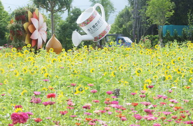台東池上夏季花海盛開景色宜人(圖)