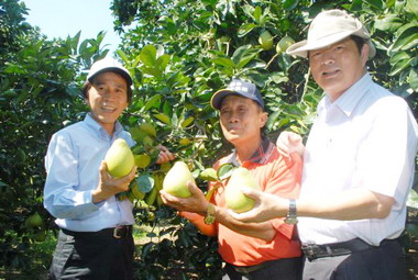 麻豆文旦進入採收旺季 產量穩定品質佳(圖)