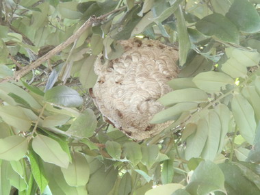 屏東潮州消防隊爲民除掉一倍籃球大蜂巢(圖)