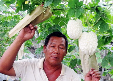 屏東秋季苦瓜將收成 價錢佳(圖)