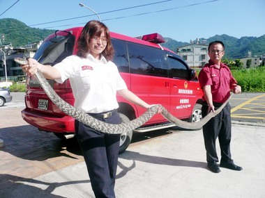 國姓消防隊捕獲超大臭青母破紀錄(圖)