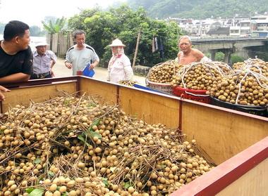 龍眼價敗中寮農民欲哭無淚(圖)