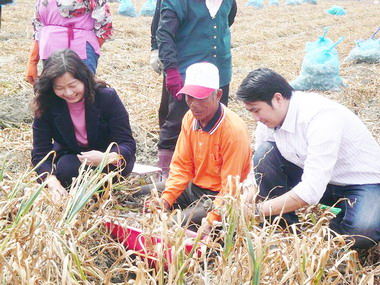 雲林大蒜種植目標4,000公頃登記啟動(圖)