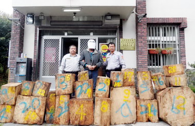 玉山國家公園警察隊查獲山老鼠盜取樟木塊(圖)