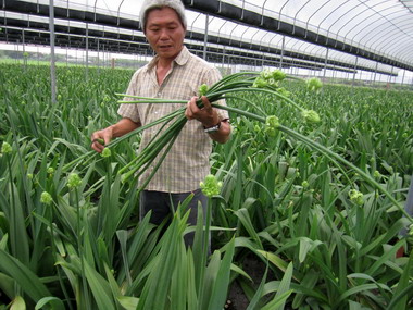 具市場發展潛力新興花卉 「伯利恆之星」(圖)