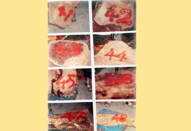 信義分局查獲非法竊盜國寶級牛樟木(圖)