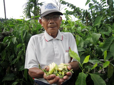 屏東玉蘭花種植面積約52公頃 產值0.6億元(圖)