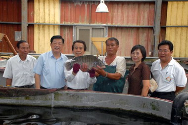 台灣鯛產量全台第一  台南市府協助拓展通路(圖)