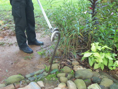 蛇闖嘉義公園  勇消手到擒來(圖)