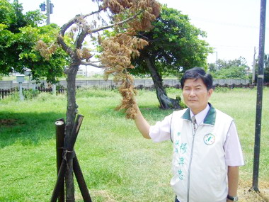 台中梧棲公園樹枯逾半百引發議員關心(圖)