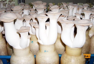 農試所開發菇類栽培用木屑替代介質(圖)