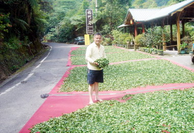 冬茶採收期茶農陳勝揆忙於製茶(圖)