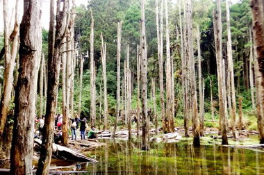 杉林溪忘憂森林美不勝收(圖)