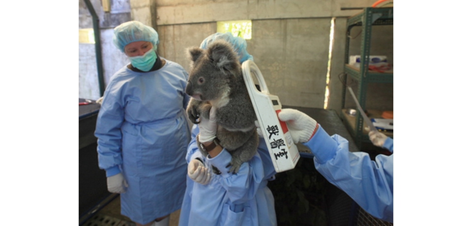 台北動物園新朋友(圖)