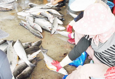 竹縣烏魚產業文化節5千尾烏魚賣光光(圖)