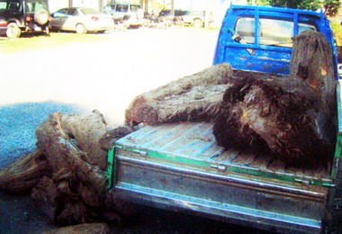 信義派出所長田知恆查獲竊盜紅檜木案(圖)