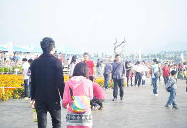 台中花海花毯週日湧入八萬人次(圖)