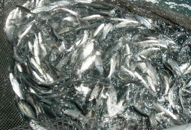 日月潭12月4日辦漁農特產品展示(圖)