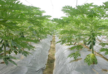 農試所擬木瓜病蟲害非農藥防治與健管技術(圖)