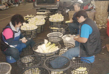 竹山出現12月麻竹筍(圖)