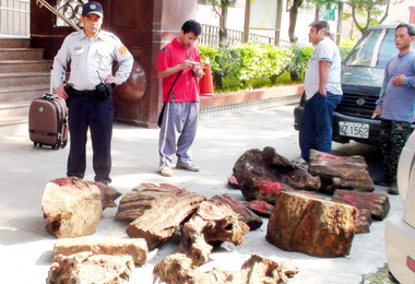 信義警分局查獲山老鼠盜取名貴牛樟木塊(圖)