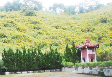 鹿谷外湖仔山「五爪金英花」盛開(圖)