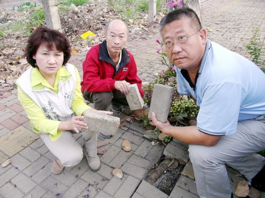 太平環太東路路樹樹根突出行人岌岌可危(圖)