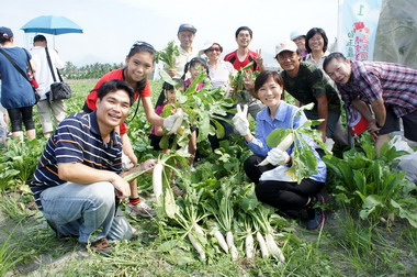 美濃白玉蘿蔔田股東共享田園之樂(圖)