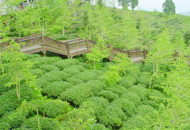 鹿谷大崙山銀杏林景色怡人(圖)